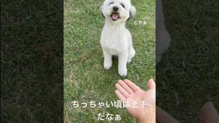 教育の敗北じゃけぇ　#トイプードル #犬のいる生活 #可愛い #puppy #癒され #愛犬