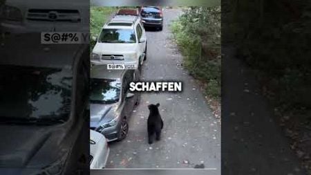 Der BÄR macht etwas bei den AUTOS! 😱