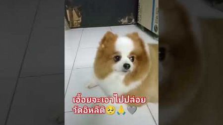 #แมวน่ารัก #จิ๋วอยู่หนายยย #แมวกวนๆ #ปอมเมอเรเนียน #doglover #สุนัขแสนรู้ #ทะเลแห่งความเมตตาp