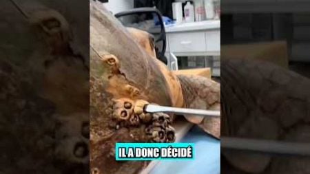 Ce pêcheur a trouvé une énorme tortue malade en pêchant dans la mer