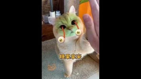 不给糖果就吓你 #猫咪的迷惑行为 #快手宠物天团 #萌宠成长记 @快手热点(O40300129)