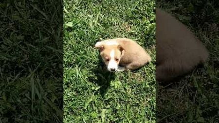 Cute Corgi Soaks Up Sun Outside #Corgi #Cute