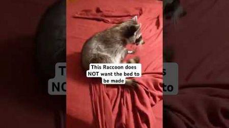 Rowdy Raccoon Derails Mom Making Bed #internationalRaccoonAppreciationDay