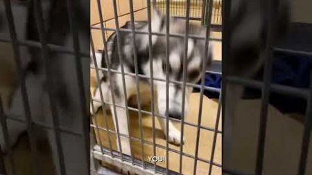 Husky At Rescue Shelter Reacts To Getting Adopted