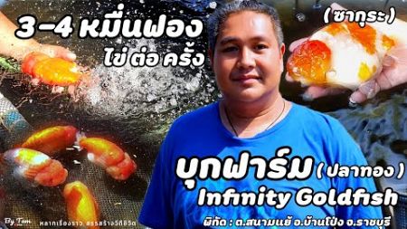 บุกฟาร์ม | Infinity Goldfish (พี่เก้า) นักเพาะพัฒนาพันธุ์ปลาทองที่กำลังเป็นที่นิยม มีมากกว่า 600 บ่อ