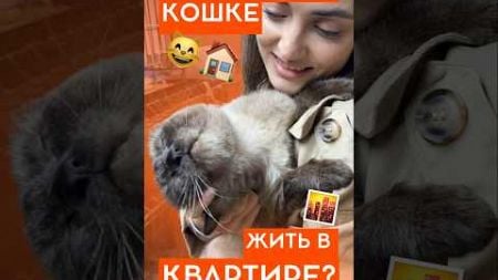 СКУЧНО ЛИ КОТУ одному в квартире? #домашниепитомцы #кошки #домашниеживотные