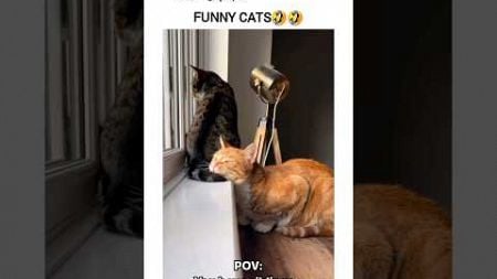 FUNNY CATS😮Episode 302#shorts#cat #funny #pets #trynottolaugh