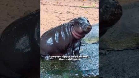 Do you like this little hippo?#shortvideo #short #animals #cuteanimal #pets #funny #hippo #cute