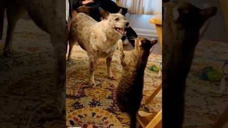 The end 😂😂#funny #short #ytshorts #animals #pets #dogs #dog #cats #cat #viral 🤣🤣🤣[192] Funny Cats