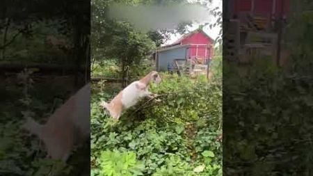 Hungry Goat Bends Tree Branches to Eat Leaves #Goat #Cute