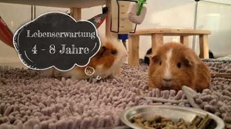 Meerschweinchen ASMR &amp; Fakten über die Haustiere