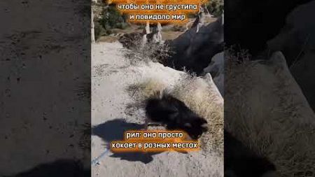 🐶Pet in travel - помогаем путешествовать ✅Планирование вашей поездки ✅Бережная доставка курьером