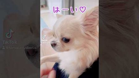 【結局全部可愛いすぎるチワワ】#チワワ #chihuahua #ペット #可愛い #shorts #チワワちゃん #癒し #pets#cutedog #fyp #foryou