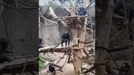 Leipzig, Zoo , Affen Unterhaltung: 1- ooh, endlich uns gefüttert, 2- warum hast du mehr als ich !