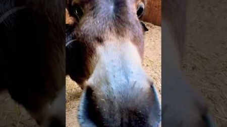 Wet donkey nose boop