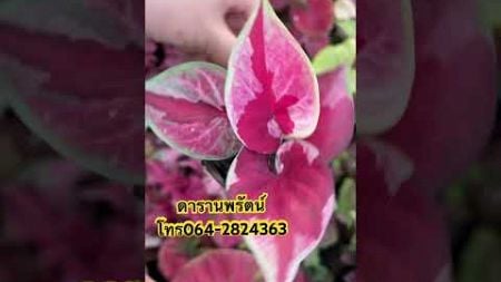 ดารานพรัตน์❤️🔥ป้ายสวยๆ #บอนสี #บอนสีโบราณ #caladium #บอนสีมาแรง