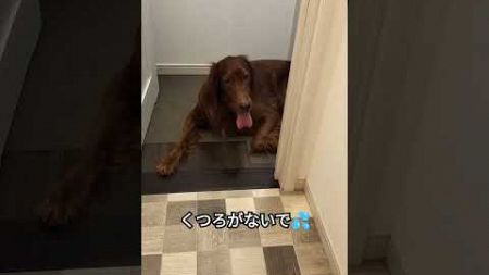 教育的指導② #ペット #dog #いぬ #犬のいる暮らし #大型犬 #irishsetter #アイリッシュセッター