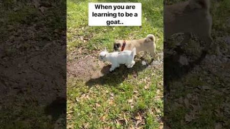 When you are learning to be a goat… #cute #adorable #pets #pet #goat #pug #sweet #dog #puppy