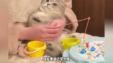 宠物解说： 愤怒的小猫咪 #猫咪 #萌宠 #萌宠出道计划 #猫咪