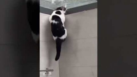 Funny Cats #26 #Katze #funny #viral #comedy #witzig #unterhaltung