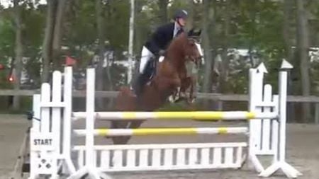 Paulchen Panter Reitpony zum Verkauf