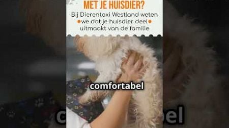 Verhuizen met Huisdieren in binnenland of buitenland. #pettransport #cat #petrelocation #pets #hond