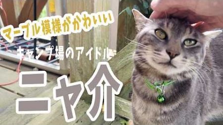 キャンプに行ったら猫がきた