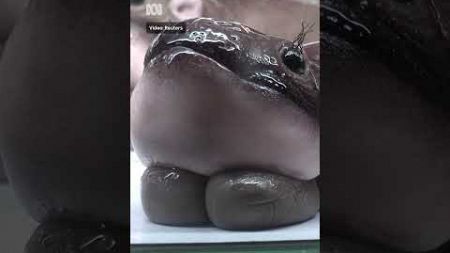 Want to have your Moo Deng and eat it too? Try this cake! | ABC News