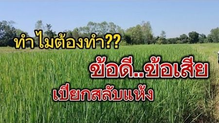 เปียกสลับแห้งแกล้งข้าว#เพิ่มผลผลิต#ข้าวหอมมะลิ