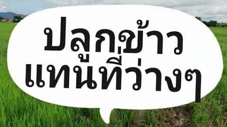 รวมคลิป&quot;ซ่อมข้าว เพิ่มผลผลิตข้าว&quot; คุณขอมา ตอน 2