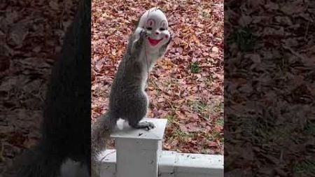 Hilarious Squirrel Puts On Clown Mask!