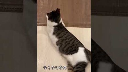 星座になった猫たち #shorts