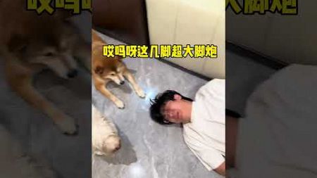 【你的陈比方】瞅瞅，咱家這家教#寵物 #寵物生活 #柴犬 #萌宠 #pets #萌寵 #宠物生活 #狗狗 #搞笑 #funny