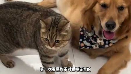 全网最叛逆的猫咪#宠物 #萌宠 #家有萌宠 #猫咪 #猫咪的迷惑行为