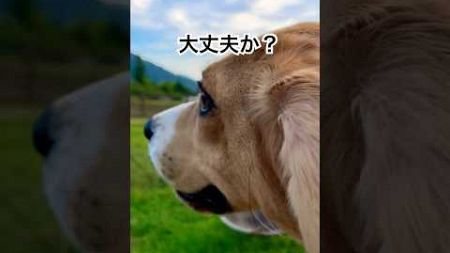 キャンプ場で飼主を心配するビーグル犬#beagle #キャンプ