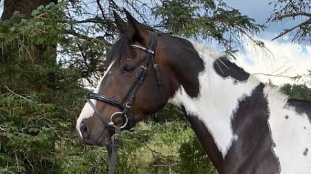 SAMENCOS Queen Reitpferd zum Verkauf