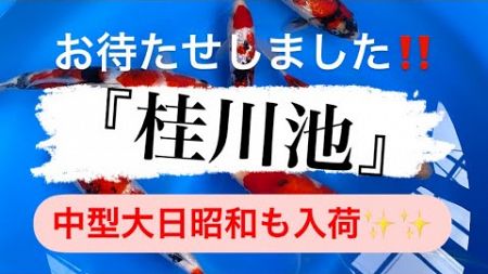 【10/4.5】 待望の桂川池展示販売‼️ @naritakoi51