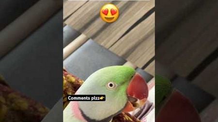 बोलने वाला तोता 😍❣️ #bolnewalaparrot #talkingparrot #mitthu #pets #shorts #viralvideo #trending