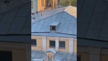 Cat Chases Another Cat on Building Rooftop