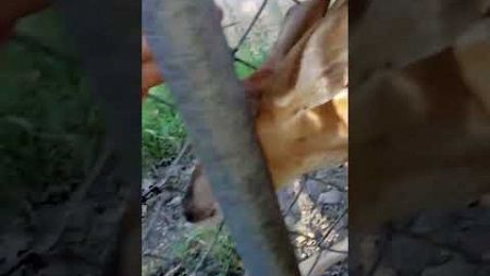 Baby Deer Stuck In Fence Gets Rescued By Hero Couple