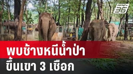 พบช้างหนีน้ำป่าขึ้นเขา 3 เชือก | เข้มข่าวค่ำ | 5 ต.ค. 67