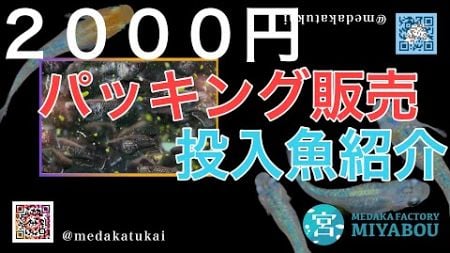 10/6横浜メダカフェスティバル！アクアルークスブース販売魚紹介！