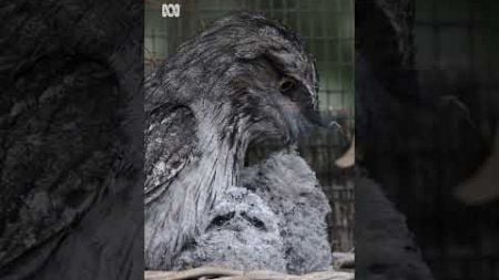 Adorable tawny frogmouth chicks hatch at Melbourne Zoo | ABC News