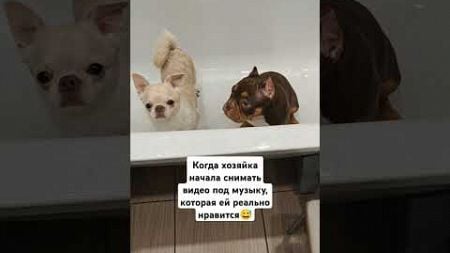 Годная музыка #dogs #прикол #юмор #приколысживотными #хочуврек #chihuahua #ambullypuppy #dogbreeds