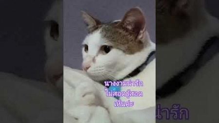 แมวน่ารัก #แมวชื่อนางงาม #cat #shortsfeed #thaicats #catlover #สัตว์เลี้ยง #คนรักแมว