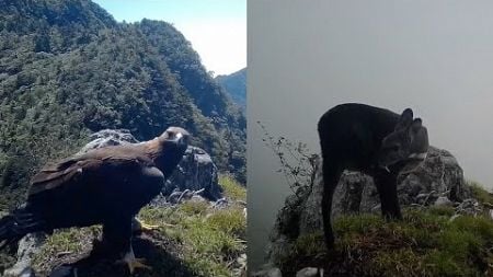 Golden eagle and forest musk deer appear in the same spot in Chongqing