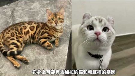 宠物解说：这是很稀有的猫咪，像一只小老虎？ #宠物 #萌宠 #家有萌宠