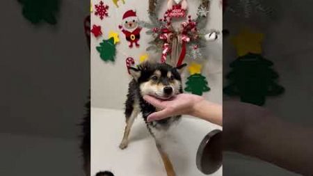 ASMR | Manyu&#39;s Christmas Special SPA🥰 #satisfying #小白 #pet #宠物 #曼玉不是鳗鱼 #曼玉 #spa #柴犬 #puppy #funny