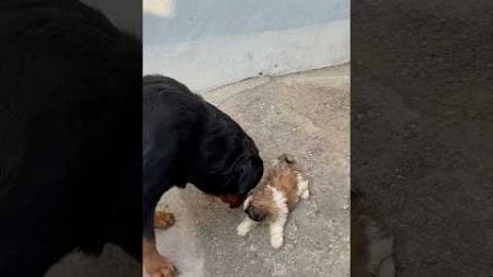 Rottweiler Daisy se panga krne pahuch gae Bacha 😱❌#shorts #viral #puppy #doglover