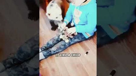 The puppy found the injured bear baby🥰 #shortvideo #rescue #pets #animalrescue #aww